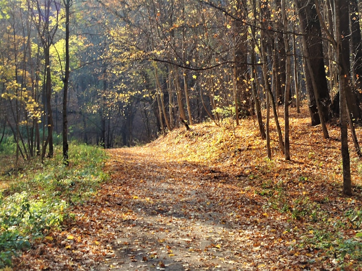 A serene forest path covered in autumn leaves gently curves through the trees. The sunlight filters through the branches, casting a warm golden glow over the scene. The tall, slender trees display a mix of bare branches and leaves tinged with fall colors.