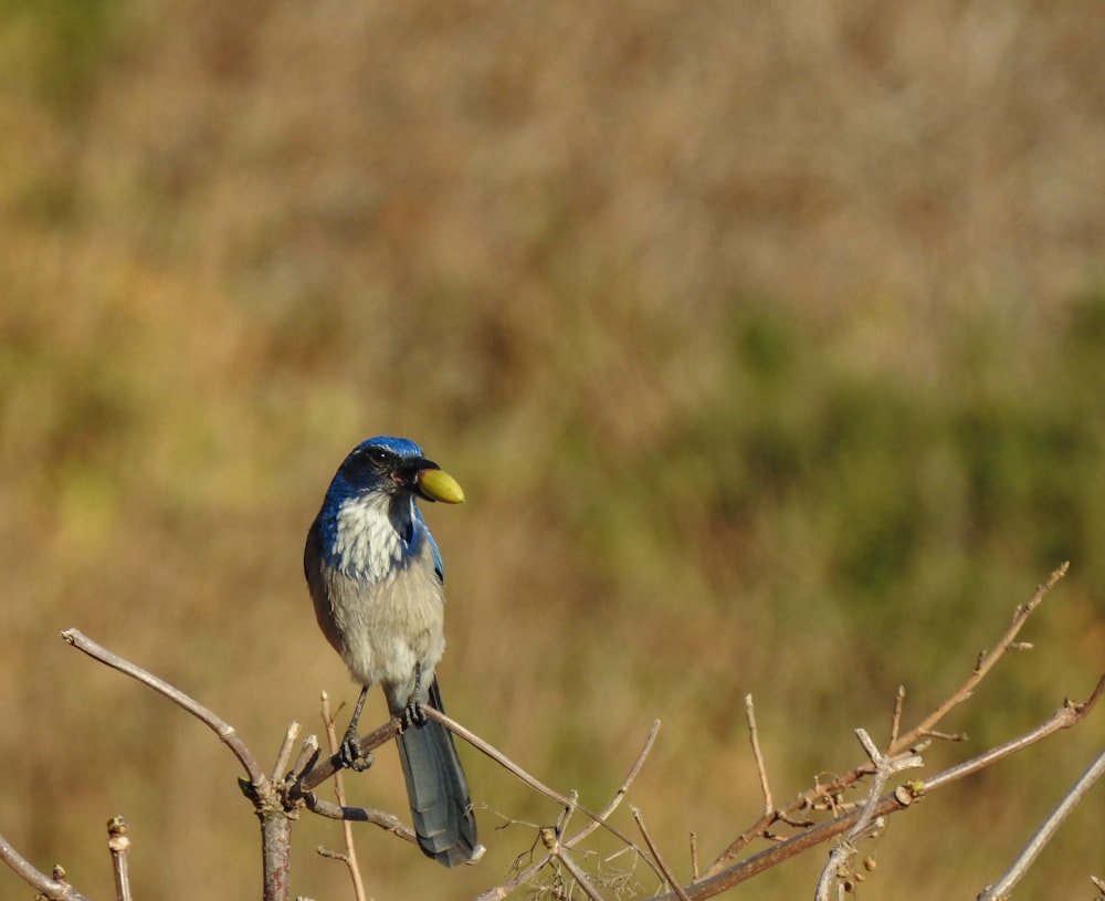 close up photography of grey and blue bird on bare tree