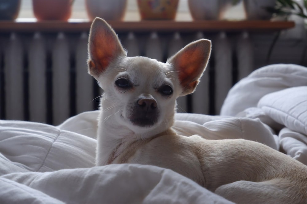 smooth chihuahua on bed