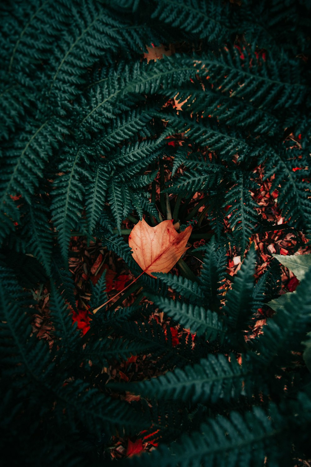 green fern plant