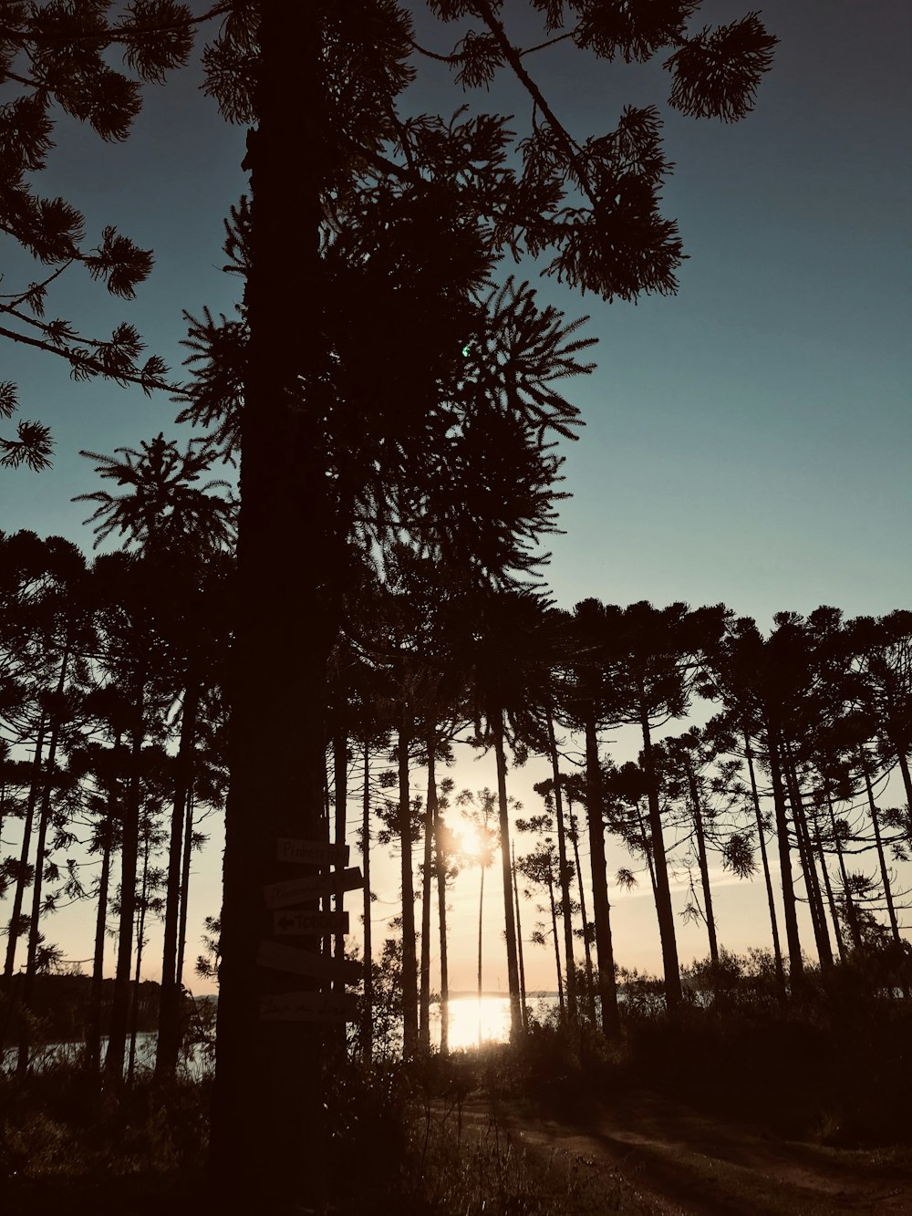 silhouette photo of trees