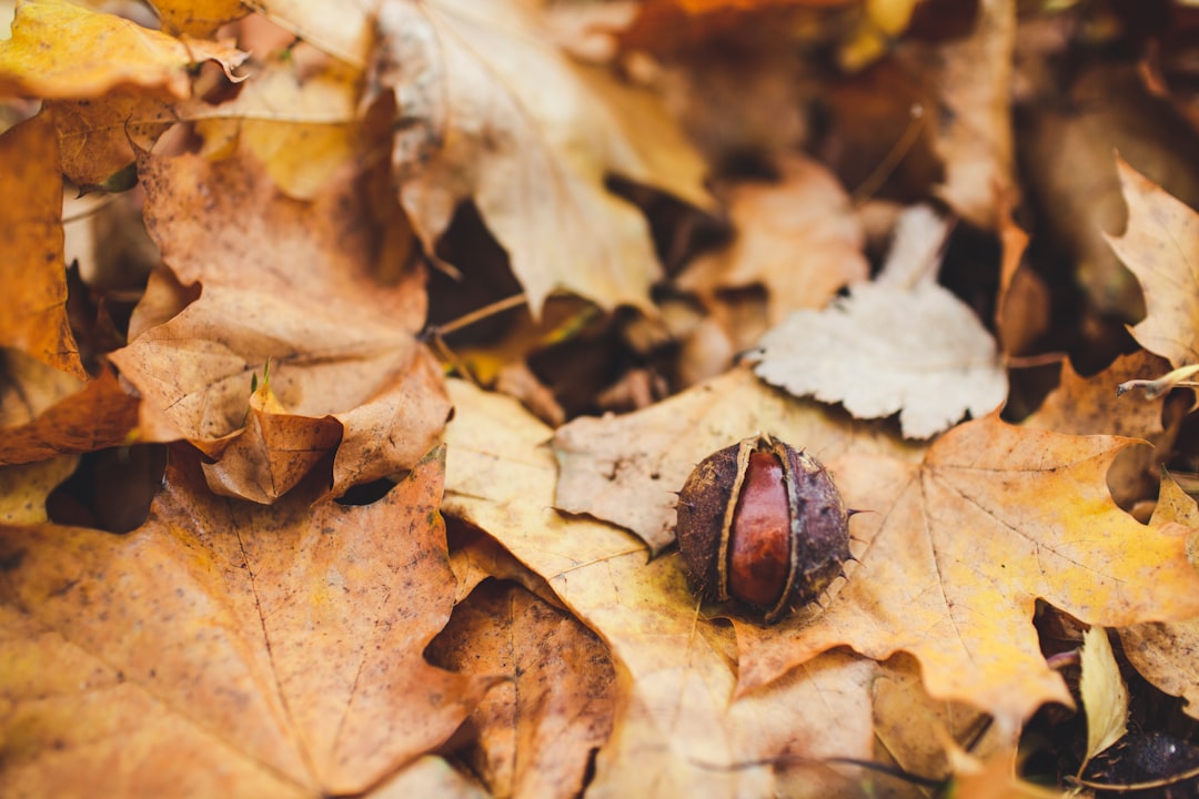 nut on dried leaves