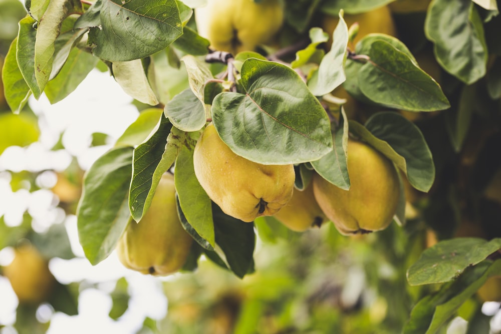 Makrofotografie von runden gelben Früchten