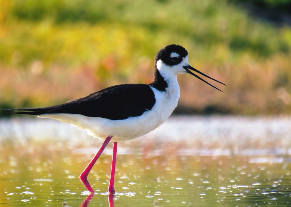 selective focus photography of black and white bird on water