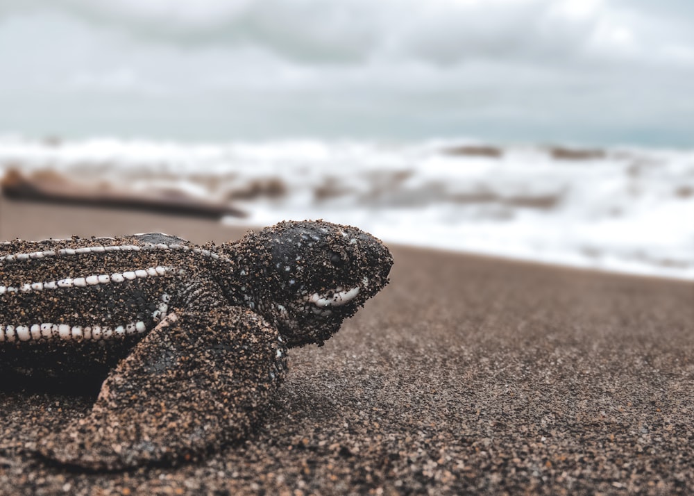 macro photography of black turtle near seashore