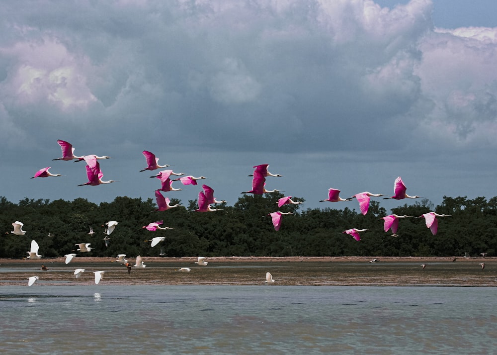 pink flamingo birds flying during daytime