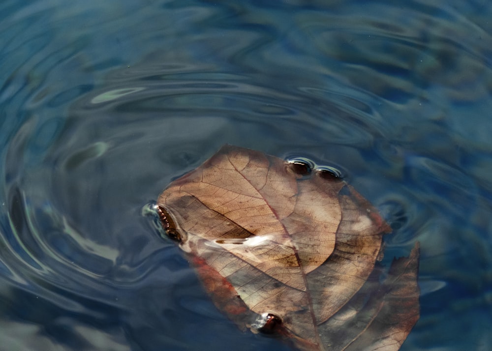 leaves float on water