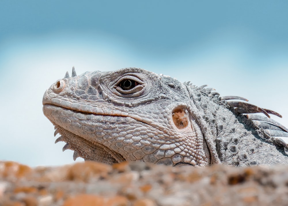 Vista de cerca de la cara de la iguana