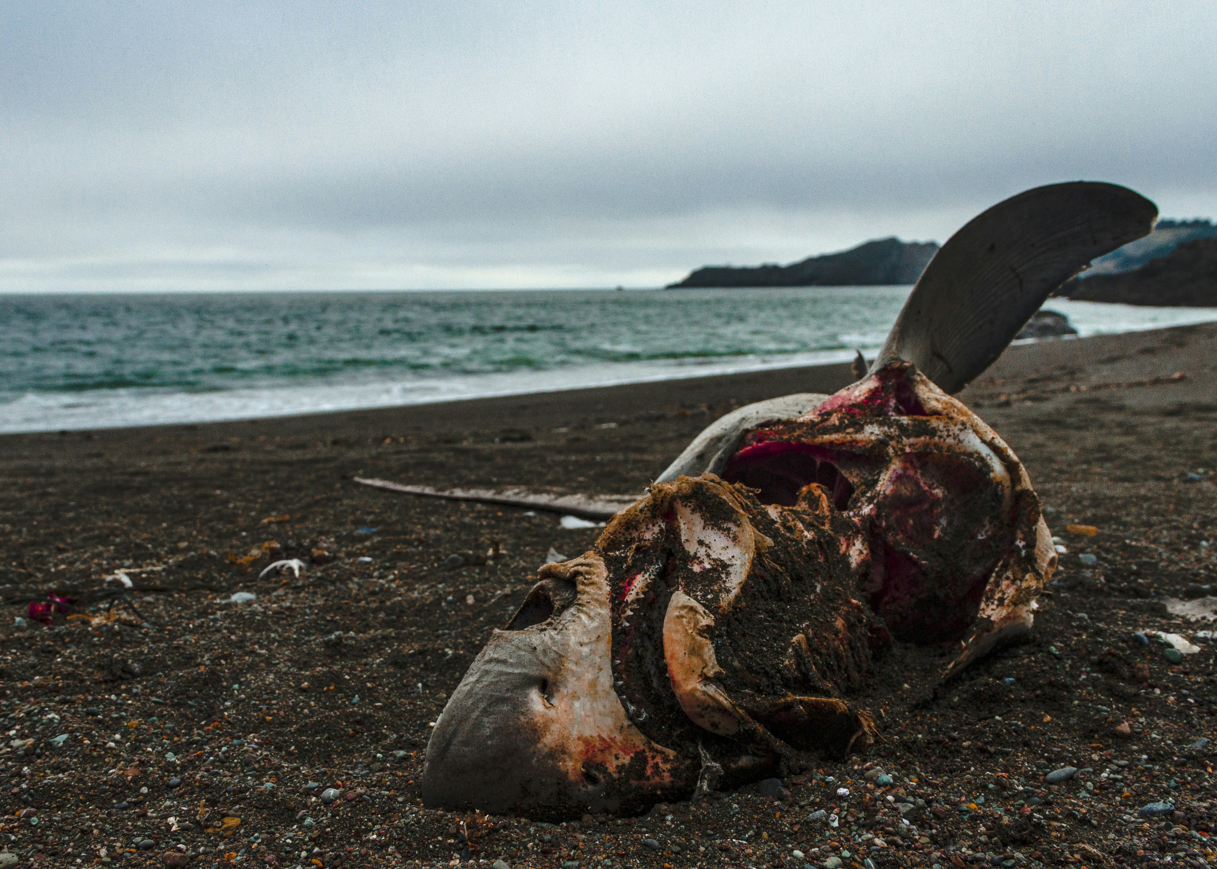 Ein totes Tier an einem Strand mit dem Meer im Hintergrund