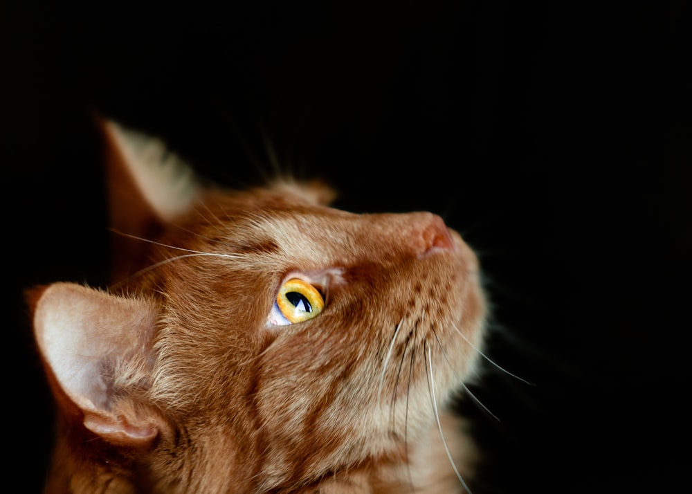 Fotografía macro de gato atigrado naranja mirando hacia arriba