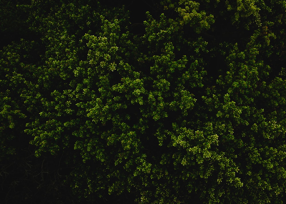 aerial photography of green forest trees