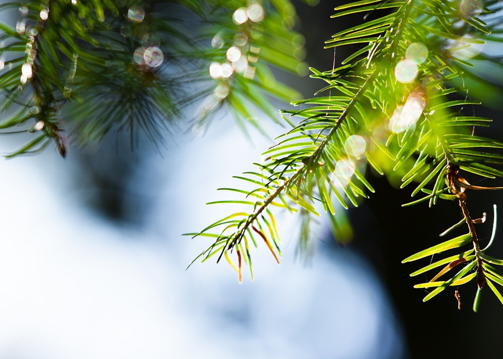 selective focus photography of green leaves