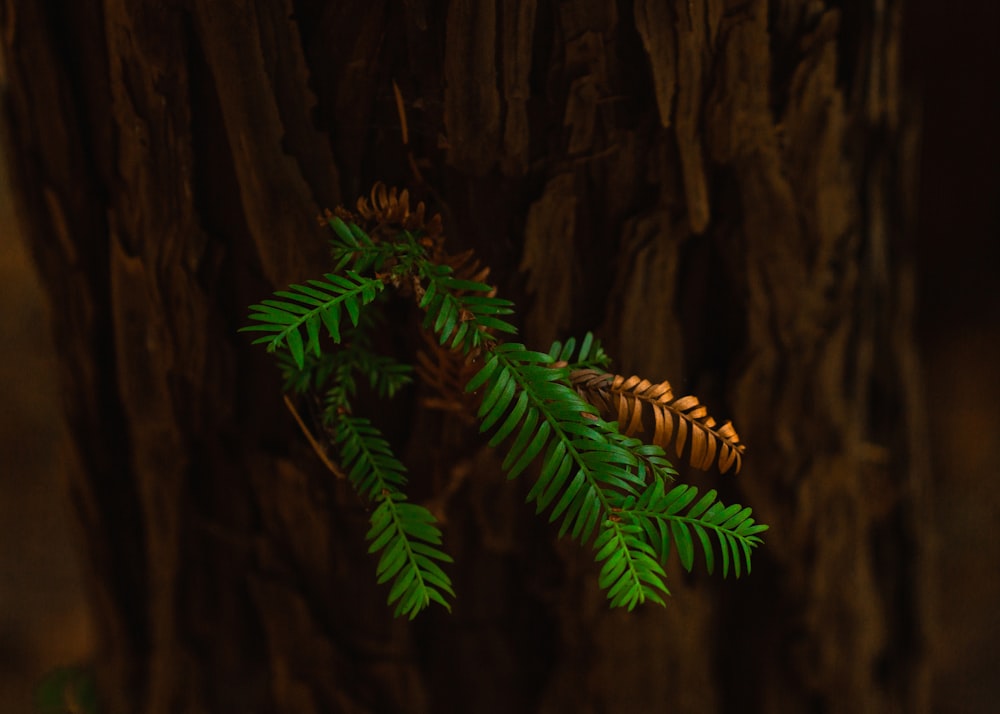 green-leafed plant on tree trunk