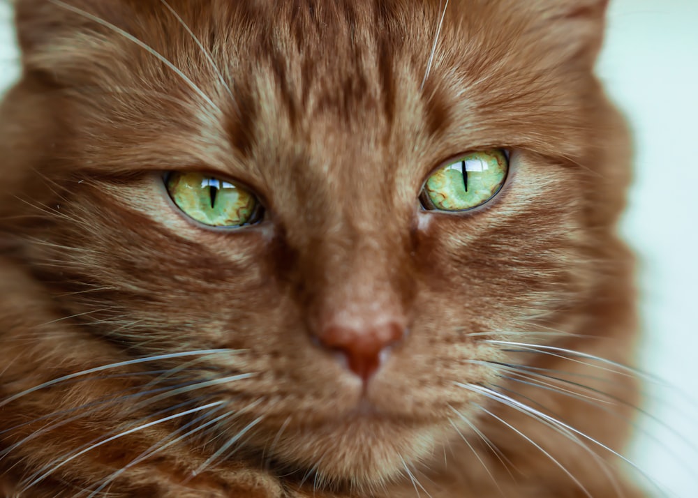 closeup photography of brown tabby cat