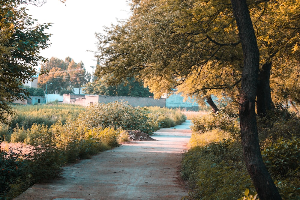 arbres feuillus jaunes près de la route