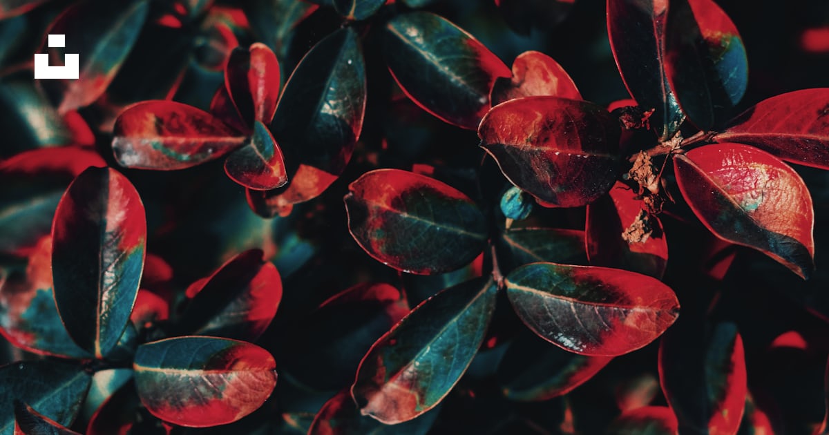 Gros plan d’un buisson aux feuilles rouges photo – Image gratuite de La ...