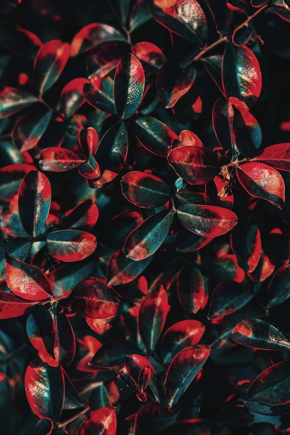um close up de um arbusto com folhas vermelhas
