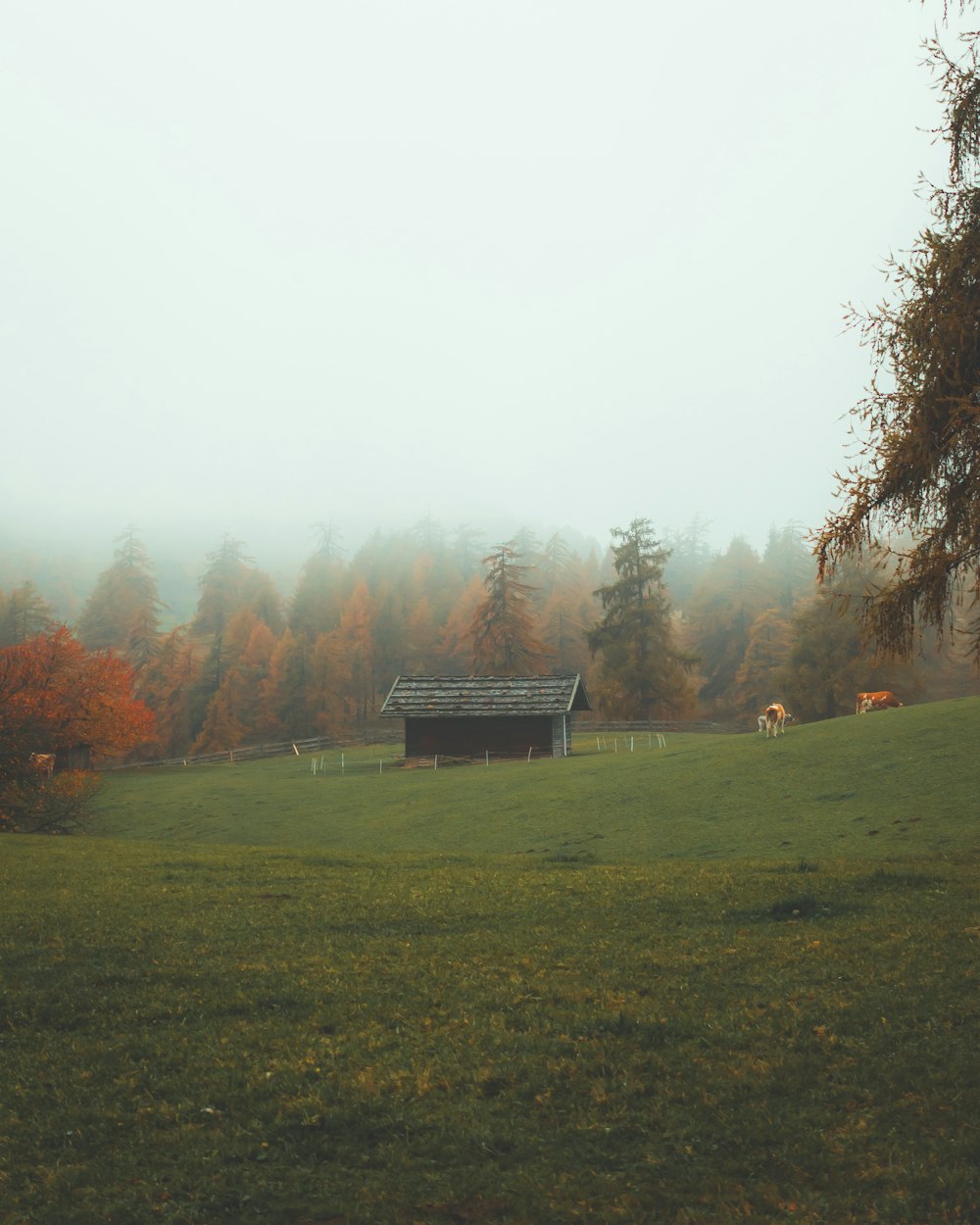 Fotografieren von offenem Feld und Bäumen bei Tag