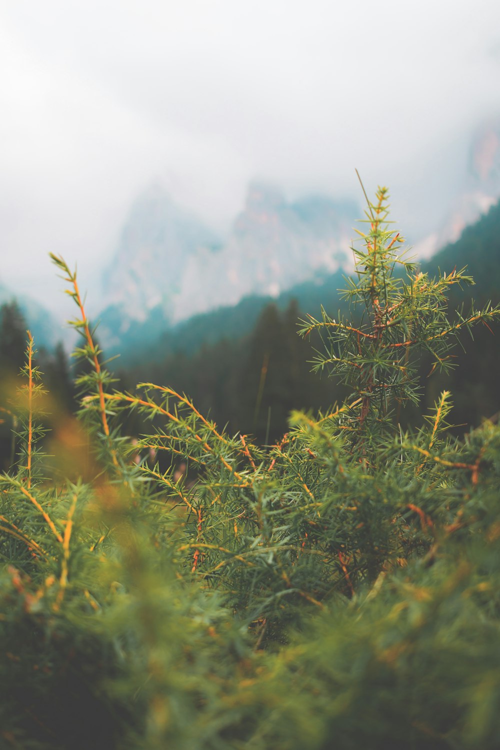 a close up of a tree with mountains in the background