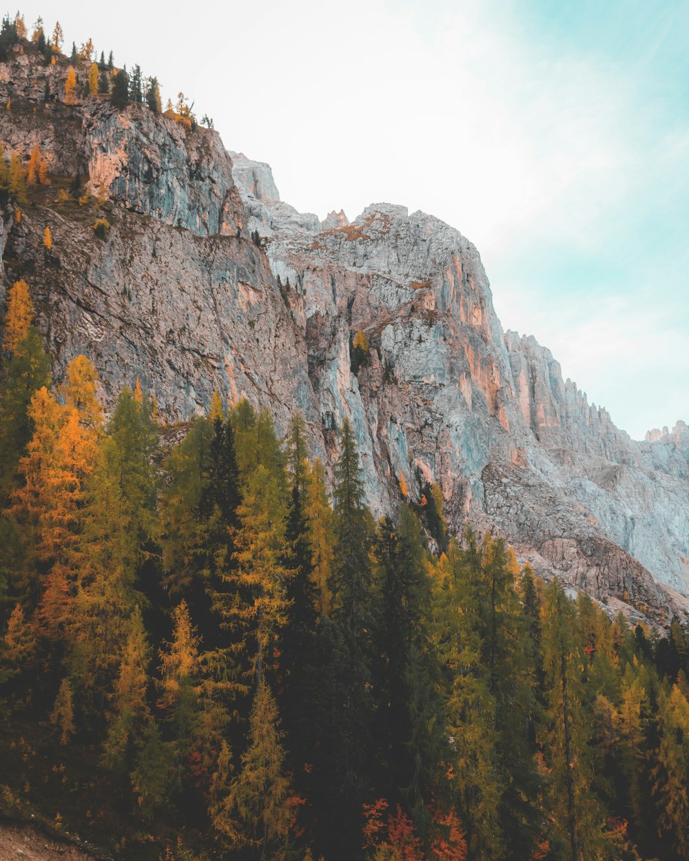 mountain and trees during day