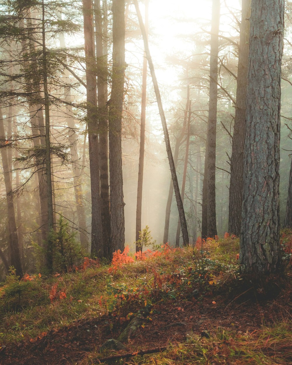 trees during day