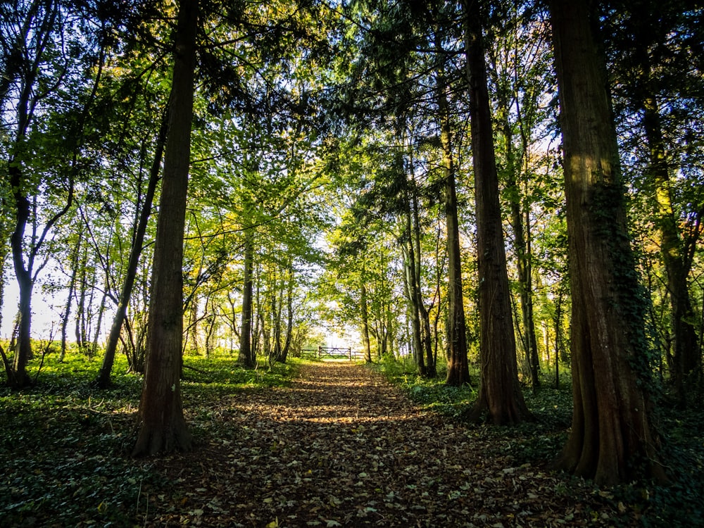 green leafy forest trees during sunny day