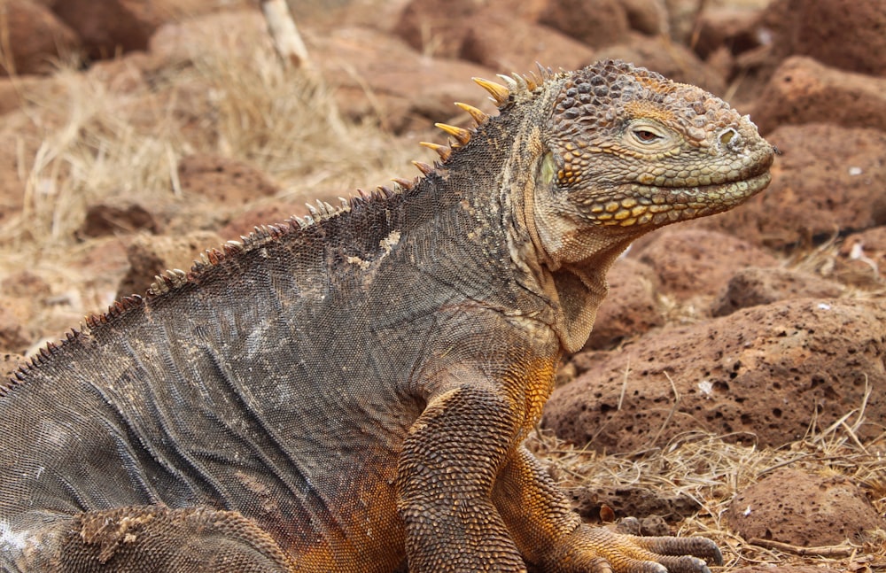 brown and gray iguana