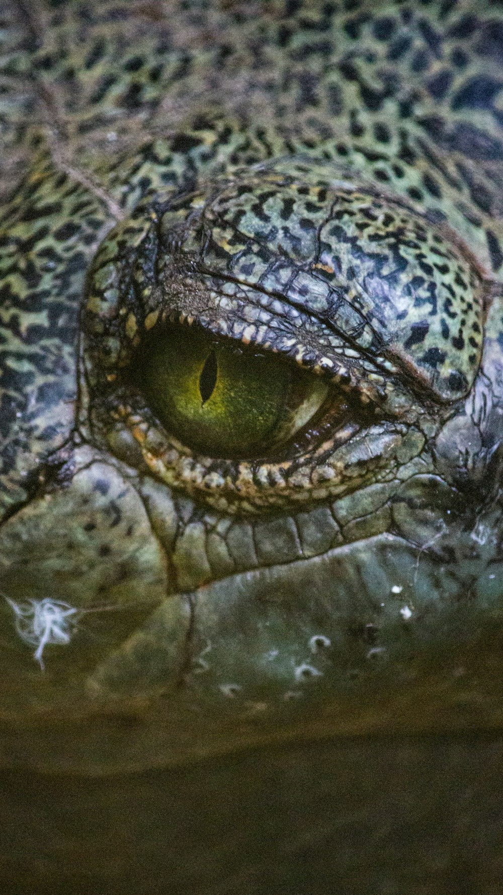 close-up photography of crocodile