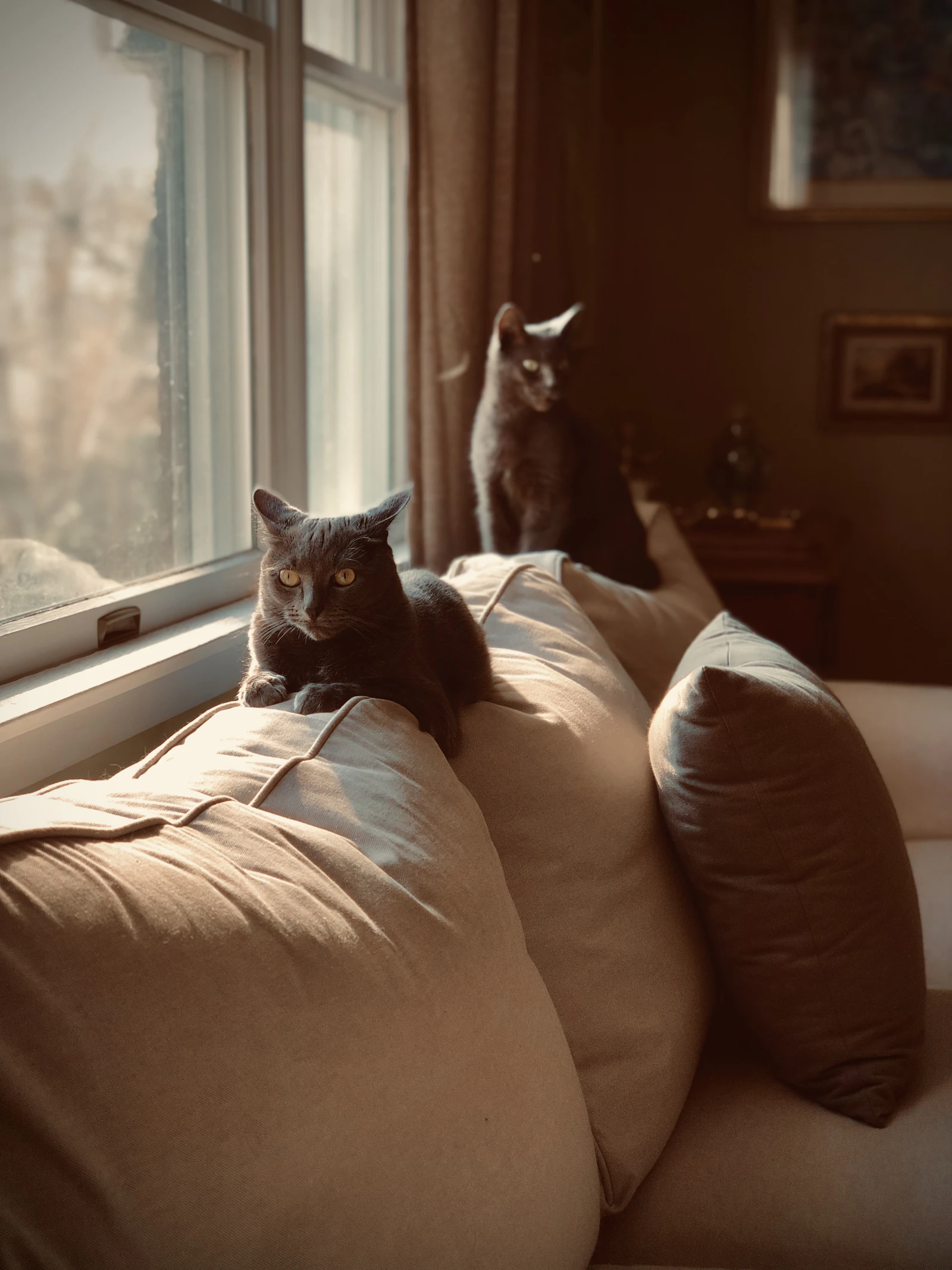 Two gray cats resting on warm cushions by a sunlit window in a softly lit home