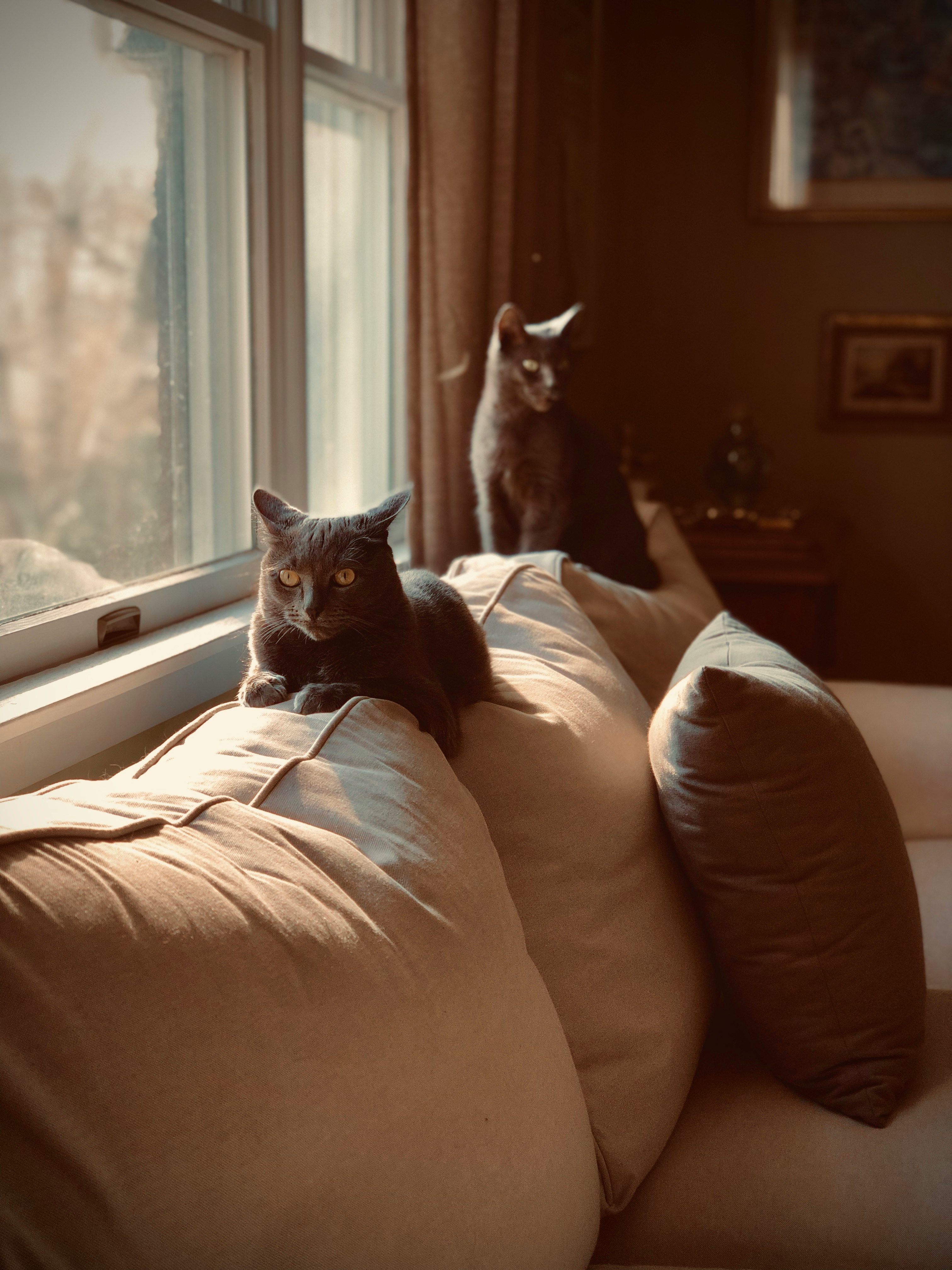 cats on sofa