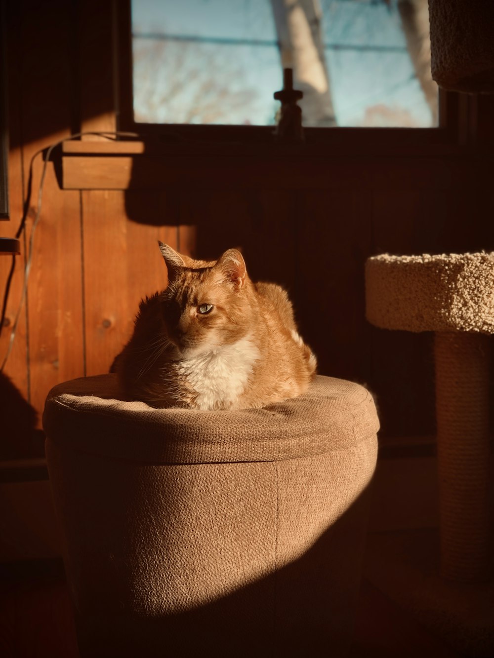 long-fur orange cat