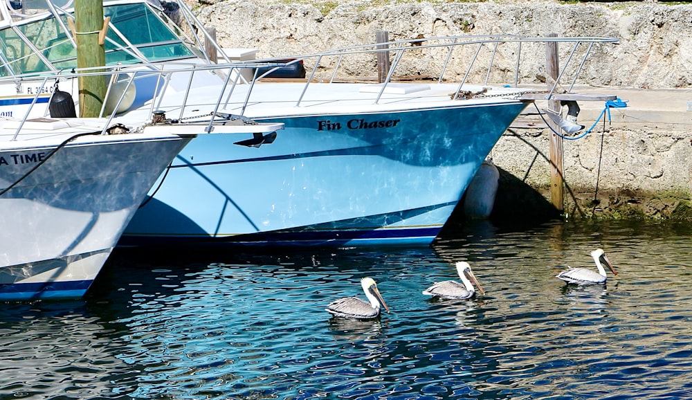three birds floating on water near boats