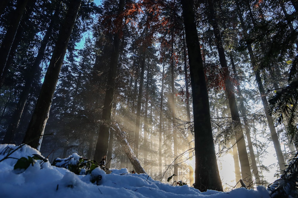 trees on snow field during day