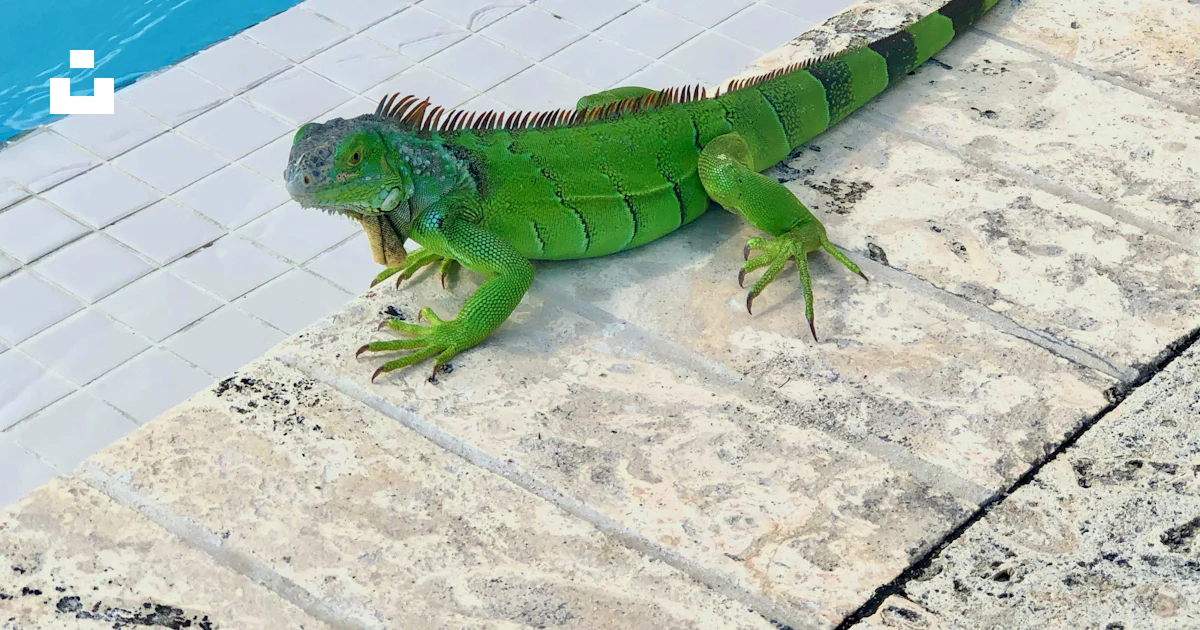 A large green lizard sitting on the side of a swimming pool photo ...