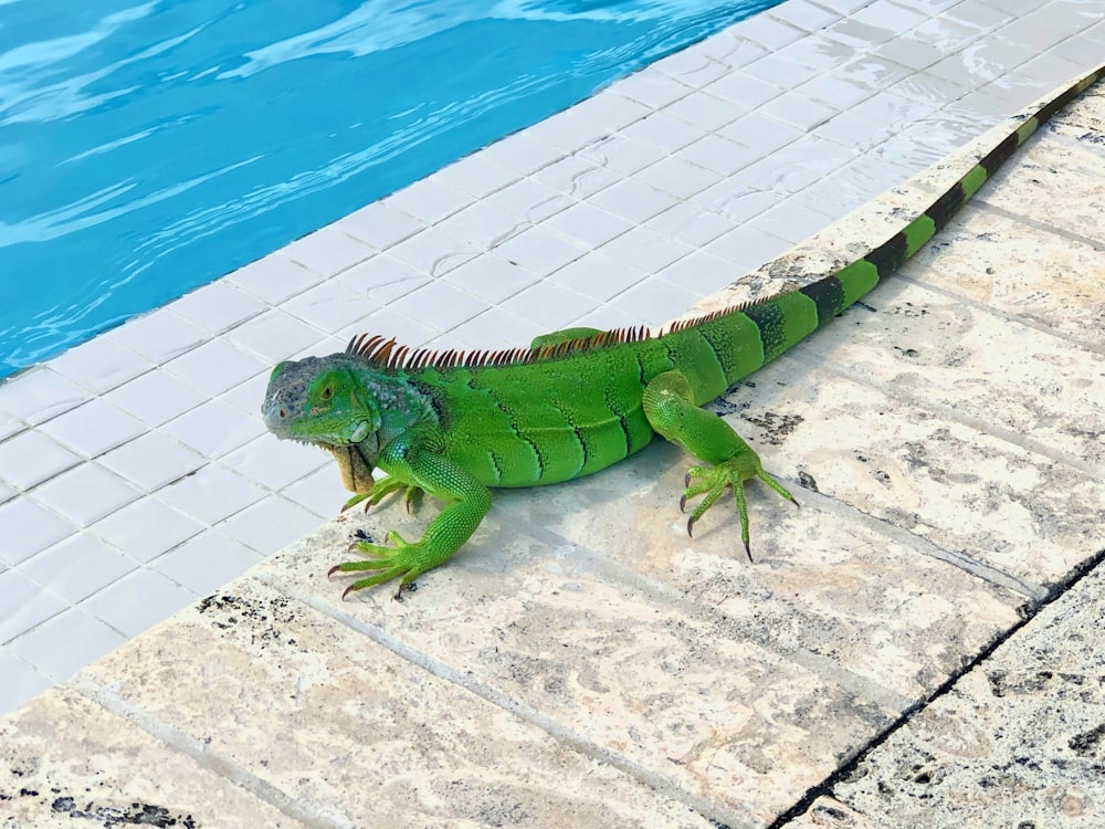 um grande lagarto verde sentado ao lado de uma piscina