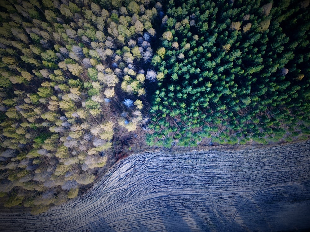 aerial photography of green and brown trees during daytime