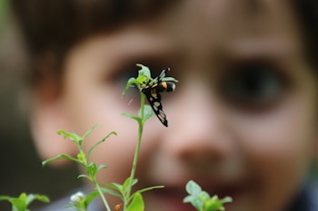 A close-up focus on a black and orange insect perched on a green plant with a blurred background featuring a child's face.