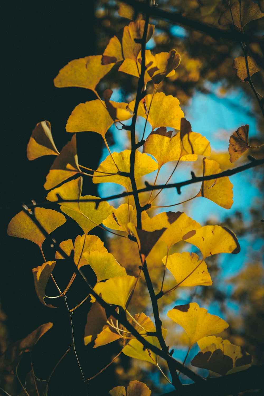 green-leafed plant