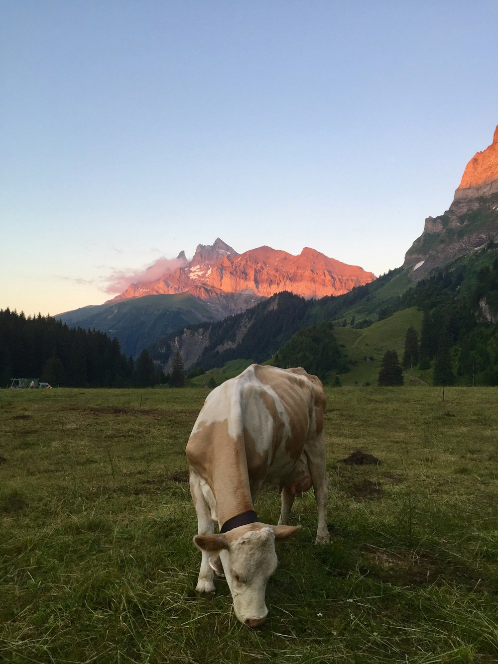 brown and white cattle eating grass during golden hour