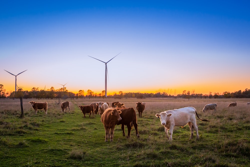 herd of cow in grass field during daytime