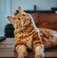 selective focus photography of orange and white cat on brown table