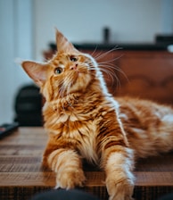 selective focus photography of orange and white cat on brown table