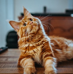 selective focus photography of orange and white cat on brown table