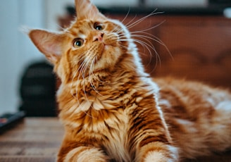 selective focus photography of orange and white cat on brown table