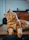 selective focus photography of orange and white cat on brown table