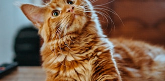 selective focus photography of orange and white cat on brown table