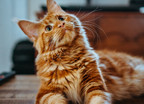 selective focus photography of orange and white cat on brown table