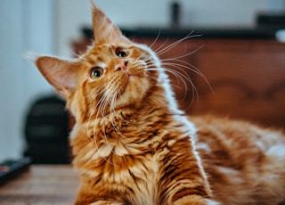 selective focus photography of orange and white cat on brown table