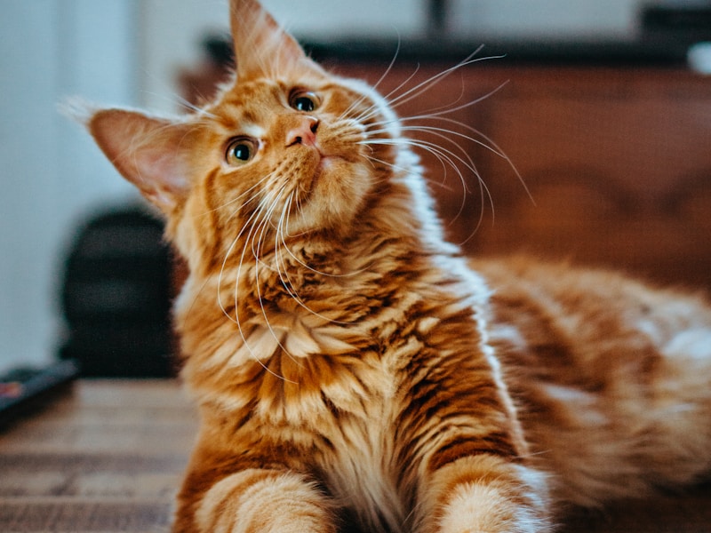 Persian