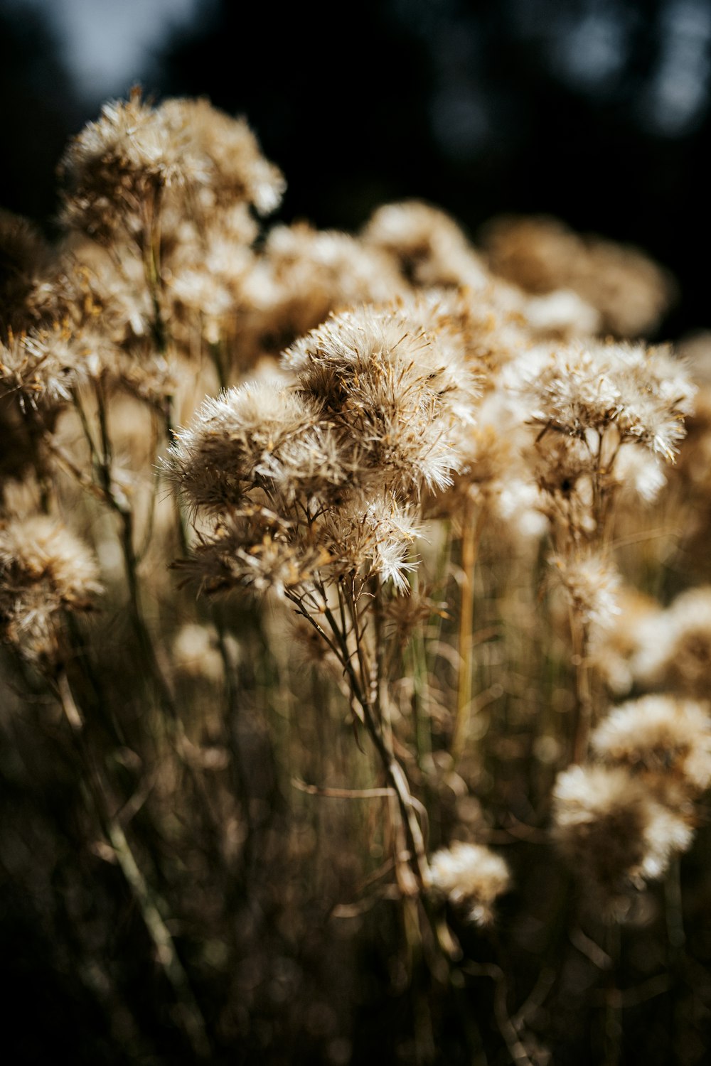 selective focus photography of white dandelion flowers